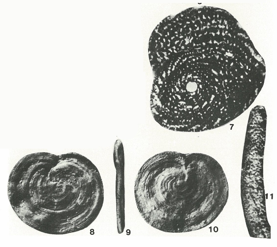 Anchispirocyclina lusitanica (Egger, 1902) Anchispirocyclina lusitanica (Egger, 1902)