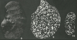 Martiguesia cyclamminiformis Maync, 1959