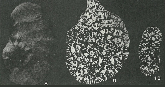 Martiguesia cyclamminiformis Maync, 1959