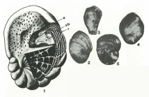 Reissella ramonensis Hamaoui, 1963