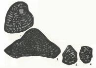 Spiroconulus perconigi Allemann & Schroeder, 1972