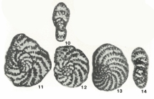 Pseudocyclammina (Streptocyclammina) parvula Hottinger, 1967