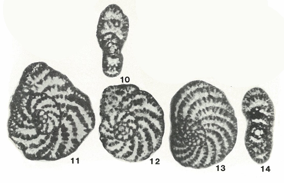 Pseudocyclammina (Streptocyclammina) parvula Hottinger, 1967 Pseudocyclammina (Streptocyclammina) parvula Hottinger, 1967