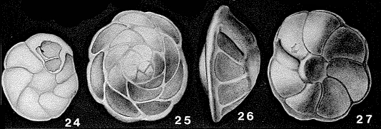 Nuttallides truempyi (Nuttall, 1930)