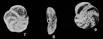 Hildemannia bubnanensis McCulloch, 1977