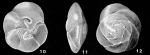 Pseudoeponides japonica Uchio in Kawai et al., 1950