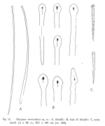 Eurypon vescicularis Sarà & Siribelli, 1960 Fig. 14