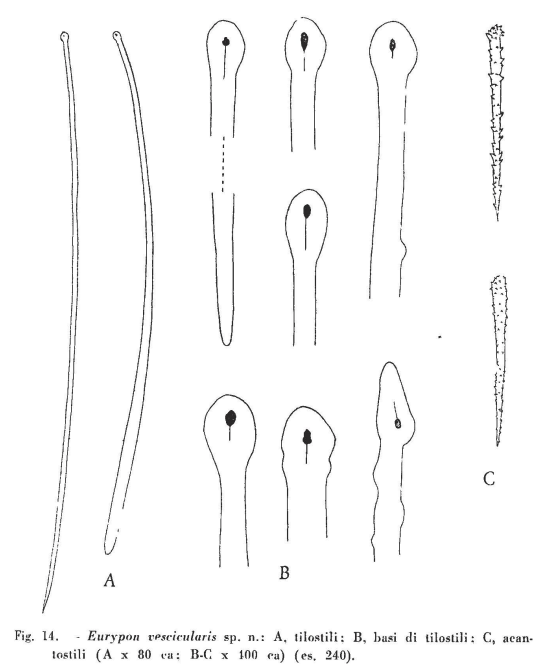 Eurypon vescicularis Sar & Siribelli, 1960 Fig. 14