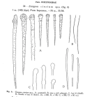 Eurypon cinctum Sar, 1960, Fig. 6