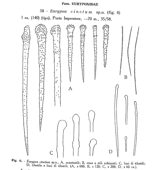 Eurypon cinctum Sar�, 1960, Fig. 6