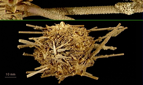 Ctenocidaris rugosa Ctenocidaris rugosa