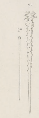 Eurypon hispidulum (Topsent, 1904), Pl. XIV Fig.2