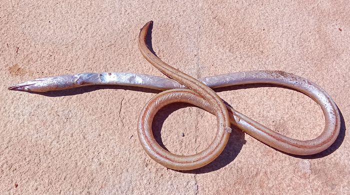 Ophisurus serpens, Fig.1 Ophisurus serpens, Fig.1