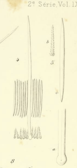 Eurypon lacazei (Topsent, 1891), Pl. XXII, Figs. 4 & 5