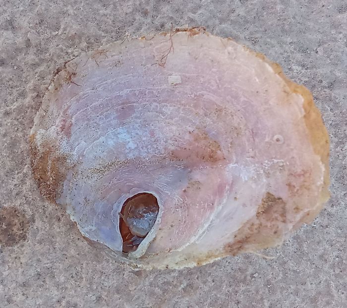 Anomiidae, Fig.2 Anomiidae, Fig.2