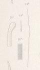 Eurypon lictor (Topsent, 1904), Pl. XIII Fig. 14 a-d