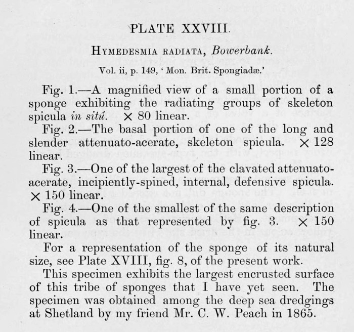 Eurypon radiatum (Bowerbank, 1866), Pl. XXVIII Figs. 1�4