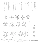 Timea irregularis Sar & Siribelli, 1960, Fig. 6