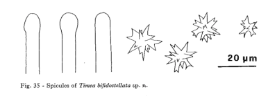 Timea bifidostellataPulitzer-Finali, 1983, Fig. 35