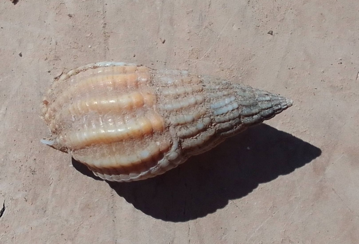 Tritia reticulata, Fig.1