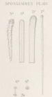 Acantheurypon pilosella (Topsent, 1904), Pl. XIV Fig. 5