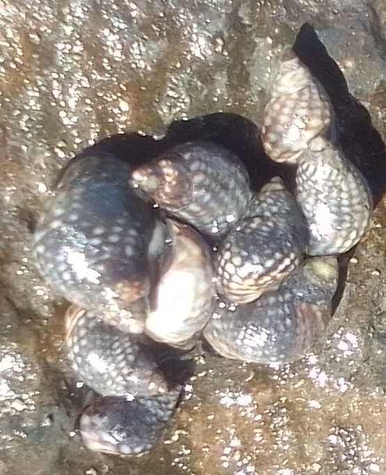 Echinolittorina punctata, Fig.1 Echinolittorina punctata, Fig.1