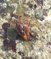 Mollusca (molluscs)