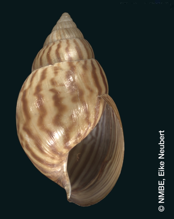 Achatina schinziana