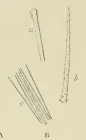 Eurypon viride (Topsent, 1889), Fig. 8B