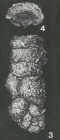Ammobaculoides navarroensis Plummer, 1932
