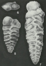 Quasispiroplectammina nuda (Lalicker, 1935)