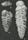 Quasispiroplectammina nuda (Lalicker, 1935)