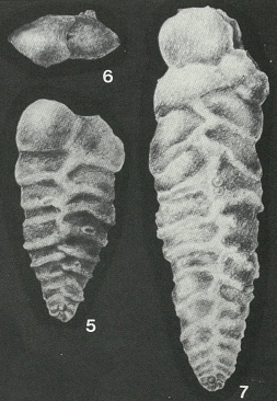 Quasispiroplectammina nuda (Lalicker, 1935) Quasispiroplectammina nuda (Lalicker, 1935)