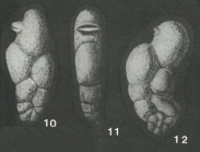 Orectostomina camachoi Seiglie, 1965