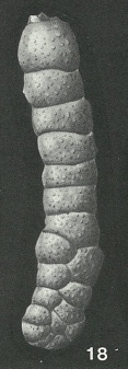 Spiroplectella cylindroides Earland, 1934