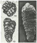 Spiroplectamminoides productus Magniez, 1972