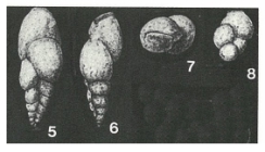 Bimonilina variana Eicher, 1960
