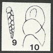 Pleurostomelloides andreasi Majzon, 1943