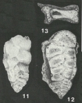 Minyaichme subcretacea (Tappan, 1943)