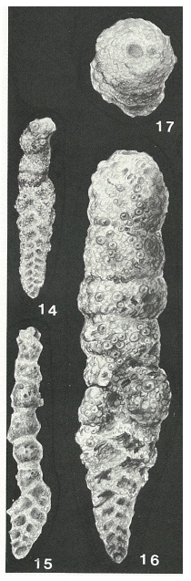 Haimasiella wintoni (Cushman & Alexander, 1930) Haimasiella wintoni (Cushman & Alexander, 1930)
