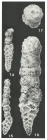 Haimasiella wintoni (Cushman & Alexander, 1930)