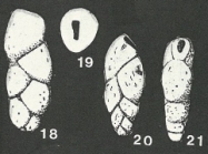 Plectinella virgulinoides Marie, 1956