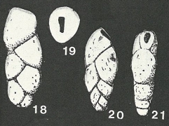 Plectinella virgulinoides Marie, 1956 Plectinella virgulinoides Marie, 1956