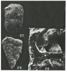 Textulariopsis portsdownensis Banner & Pereira, 1981