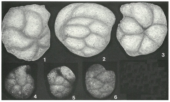 Plectorecurvoides alternans Noth, 1952 Plectorecurvoides alternans Noth, 1952