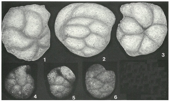 Plectorecurvoides alternans Noth, 1952