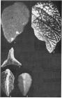 Hensonia tricarinata Marie, 1954