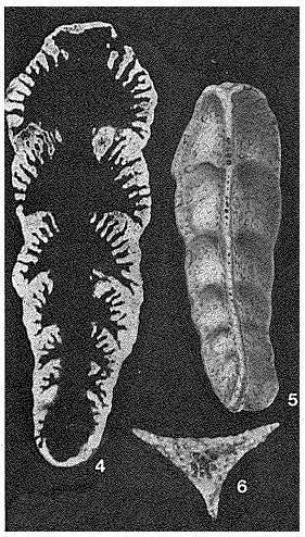 Pseudotriplasia elongata Małecki, 1954