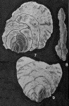 Pavopsammia flabellum Seiglie & Baker, 1984