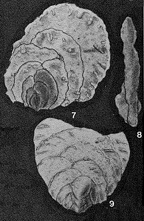 Pavopsammia flabellum Seiglie & Baker, 1984 Pavopsammia flabellum Seiglie & Baker, 1984